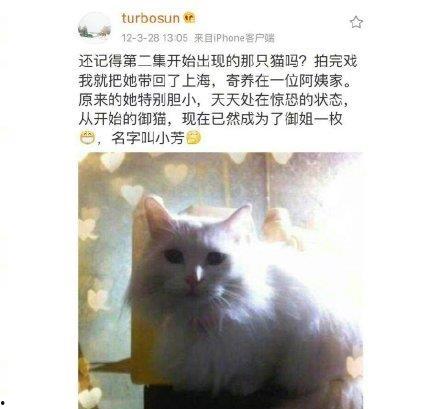 虐猫黑料吃瓜,吃瓜群众围观人性深渊